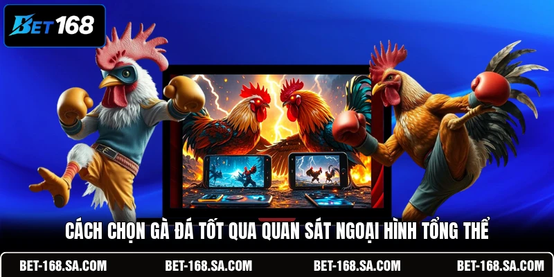 Cách chọn gà đá tốt qua quan sát ngoại hình tổng thể