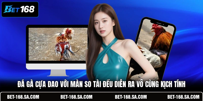 Đá gà cựa dao với màn so tài đều diễn ra vô cùng kịch tính