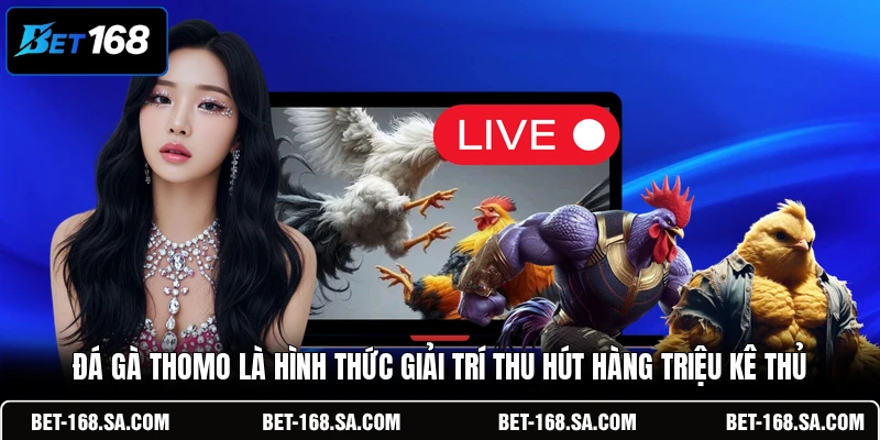 Đá gà Thomo là hình thức giải trí thu hút hàng triệu kê thủ