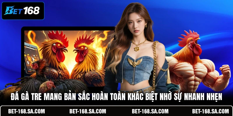 Đá gà tre mang bản sắc hoàn toàn khác biệt nhờ sự nhanh nhẹn